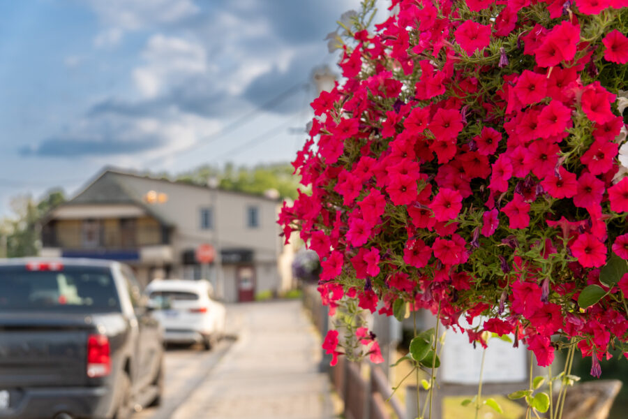 Hanging basket of bright pink flowers with street scene in background, Minden Ontario