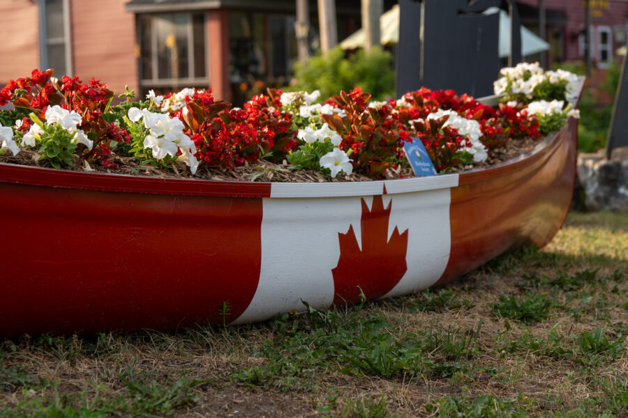 Close-up of flowers in a red canoe painted with Canadian flag, Minden Ontario