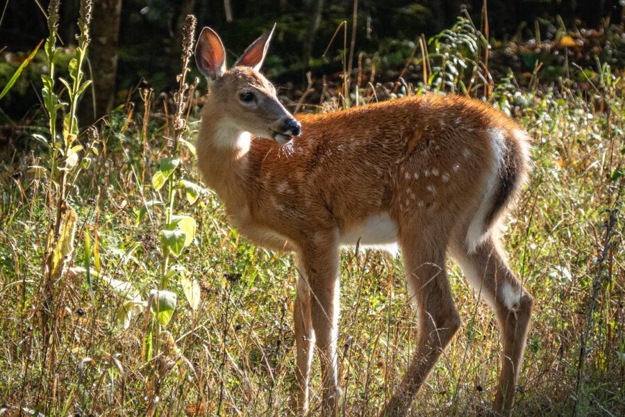 Deer in Glebe Park Haliburton