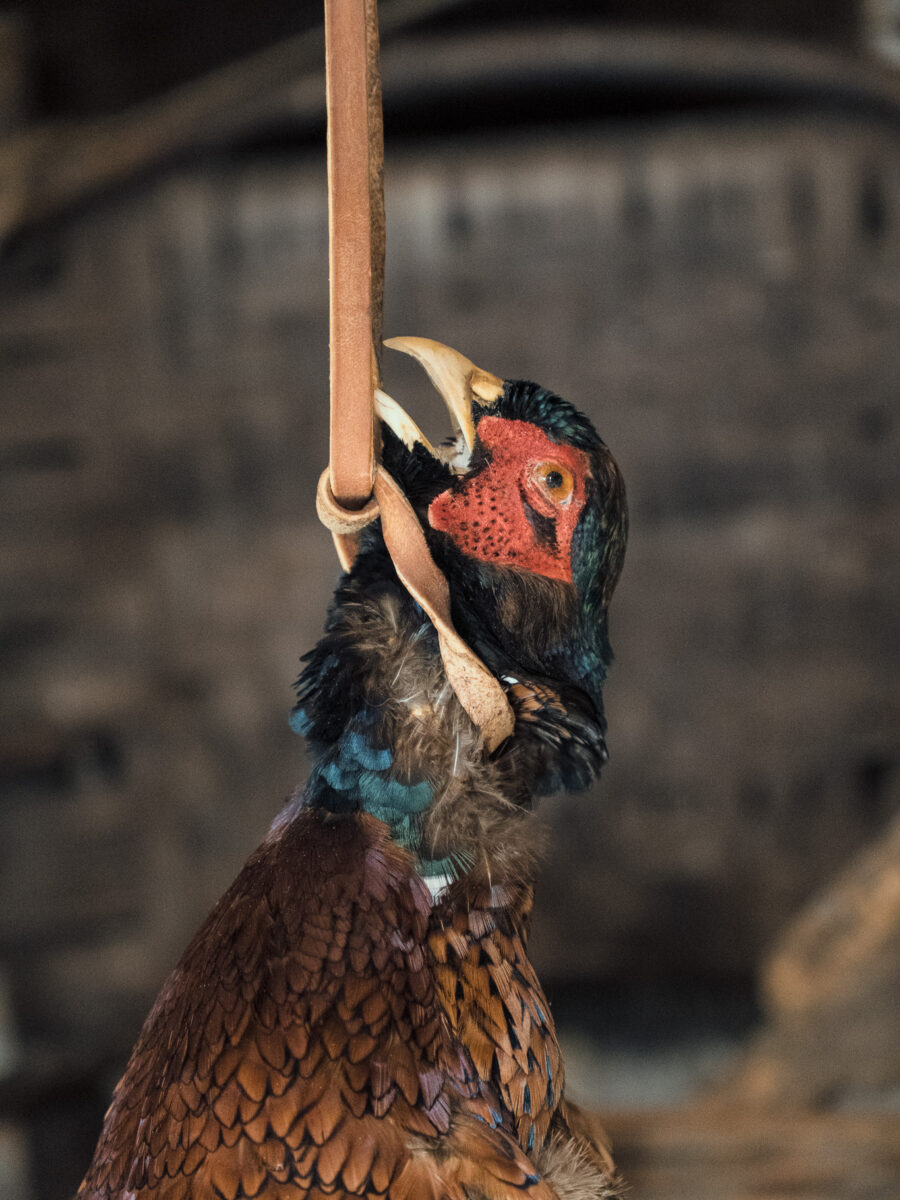 Taxidermy pheasant display at Westport Ontario museum