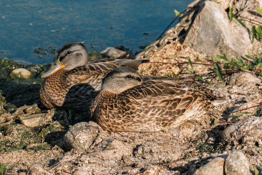 Pair of mallard ducks resting on shoreline rocks in Westport Ontario